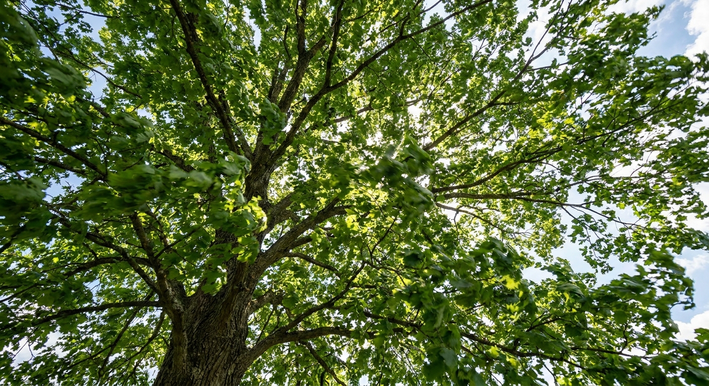 Upward view of healthy tree canopy in Fort Wayne showing dense foliage with light penetration and air circulation